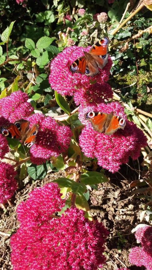 Callac Maroux Vian Country Cottage מראה חיצוני תמונה